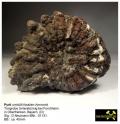 Pyrit umhüllt einen Fossilen Ammonit - Tongrube Unterstürmig bei Forchheim, Bayern, (D) - Slg. D.Neumann BNr. 01131..JPG